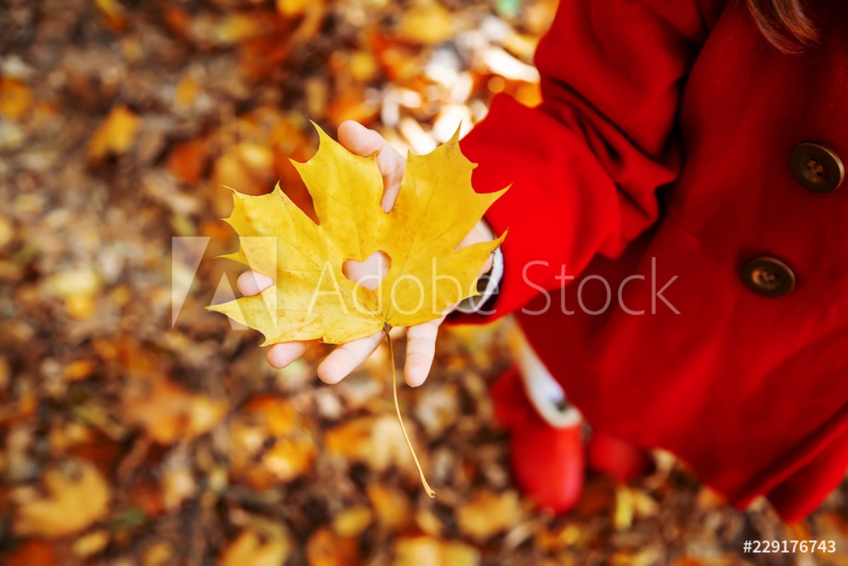 Bild på Beautiful autumn leaves Golden autumn Selective focus